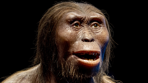 Rekonstruktion von Australopithecus afarensis-Kopf