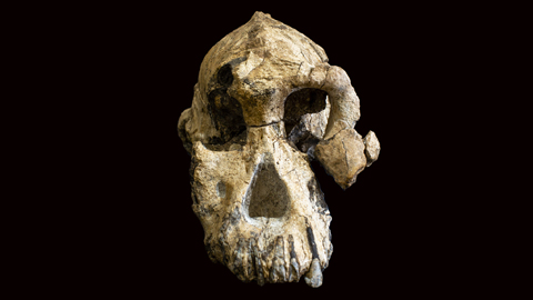 >Neu entdeckter, fast vollständiger Schädel von Australopithecus anamensis - ein Vormensch, der vor 3,8 Millionen Jahren lebte