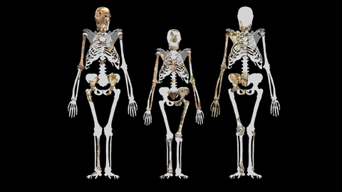 Die rekonstruierten Skelette dreier Vormenschen zeigen, dass sie zum aufrechten Gang fähig waren