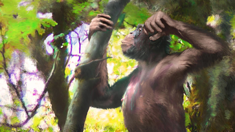 >Zeichnung von Udo, dem aufrecht gehenden Affen, der vor zwölf Millionen Jahre lebte und Bäume bewohnte