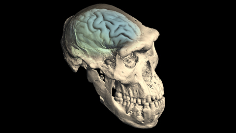 Computertomografie eines Urmenschenschaedels aus Dmanisi, Georgien, in den die Strukturen des Gehirns blau-grün eingzeichnet sind
