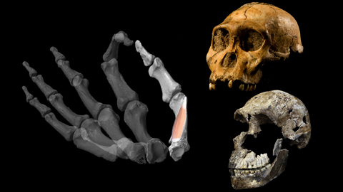 Modell vom Skelett einer menschlichen Hand und zwei fossile menschliche Schädel