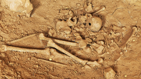 Skelett in der Höhle von Cussac in Südfrankreich