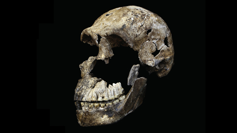 Fast vollständig erhaltener Schädel eines Homo naledi aus der Rising-Star-Höhle in Südafrika
