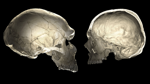 >Die Schädel von Neandertaler und Homo sapiens, von der Seite im CT-Scan gezeigt