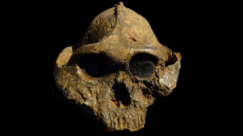 Fossiler Schädel eines Nussknackermenschen. Sie besaßen gewaltige Kaumuskeln und riesige Zähne