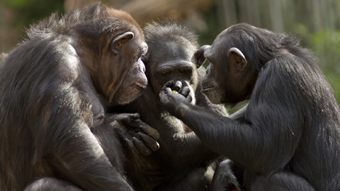 Drei Schimpansen, die miteinander 