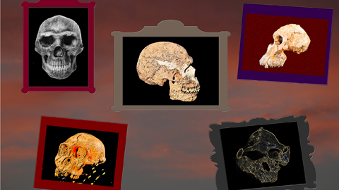 Collage aus fünf stilisierten, eingerahmten Schädel-Bildern mit Vertretern der menschlichen Linie